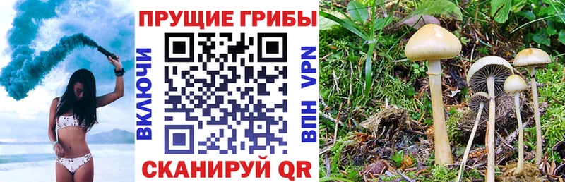 где найти наркотики  Шиханы  Псилоцибиновые грибы Magic Shrooms 